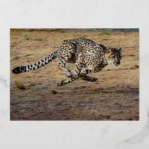 Invitation En Aluminium Faune Brun Guépard courant Anniversaire Or