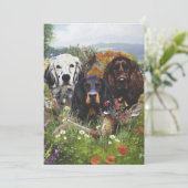 Invitation Famille Setters (Debout devant)