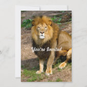 Invitation Faune Afrique Lion assis photo Anniversaire (Devant)