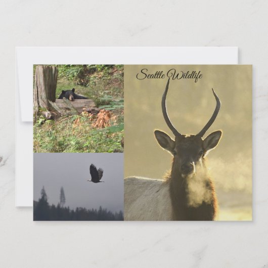 Invitation Faune de Seattle (Devant)