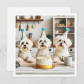 Invitation Fête d'anniversaire maltaise, chien maltais (Devant / Derrière)