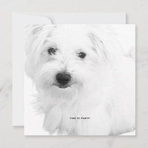 Invitation Fête du chien maltais le plus mignon de tous