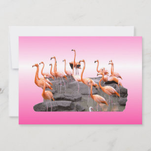 Invitation Flamant rose rose