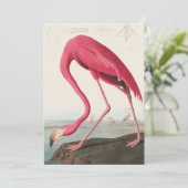 Invitation Flamant rose rose vintage Audubon (Debout devant)