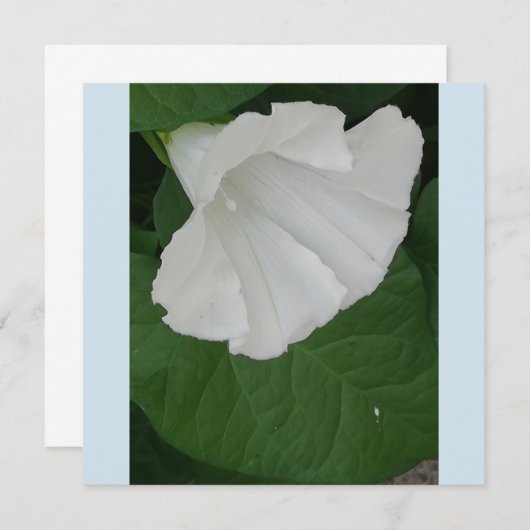 Invitation Fleur blanche en forme de trompette (Devant / Derrière)