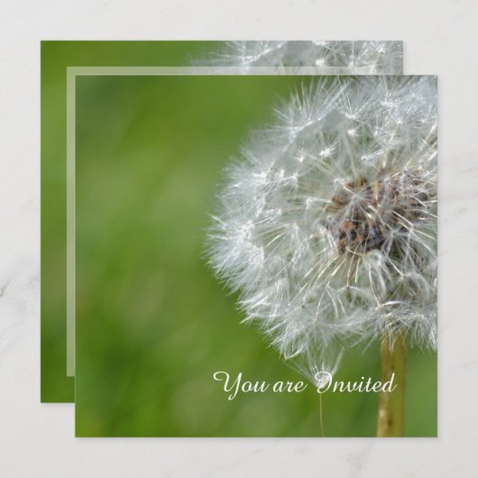 Invitation Fleur Dandelion Anniversaire (Devant / Derrière)