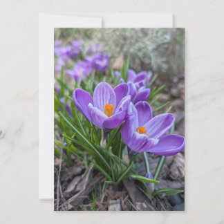 Invitation Fleur de Crocus Pourpre