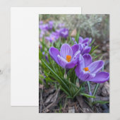 Invitation Fleur de Crocus Pourpre (Devant / Derrière)