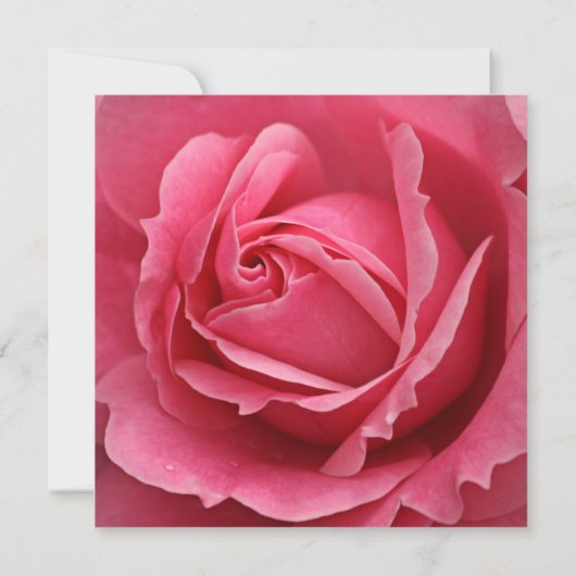 Invitation Fleur rose 80e anniversaire (Dos)