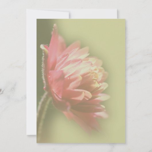 Invitation Fleur rouge (Dos)