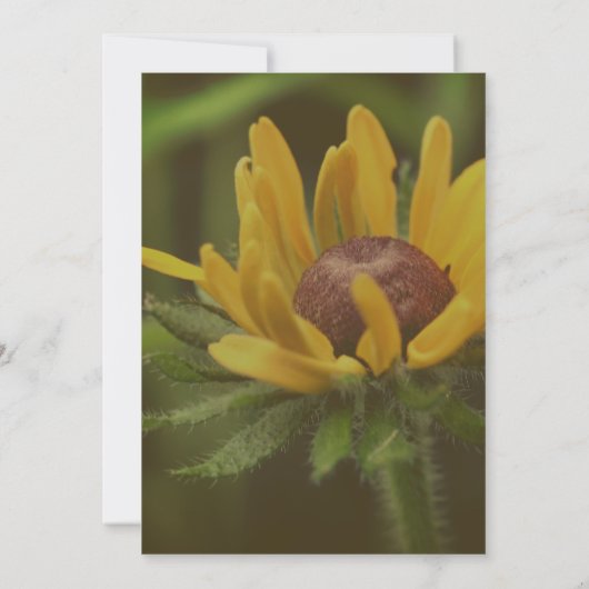 Invitation Fleur Susan aux yeux noirs (Dos)