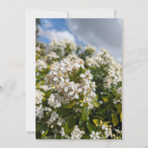 Invitation Fleurs d'Indian Hawthorn
