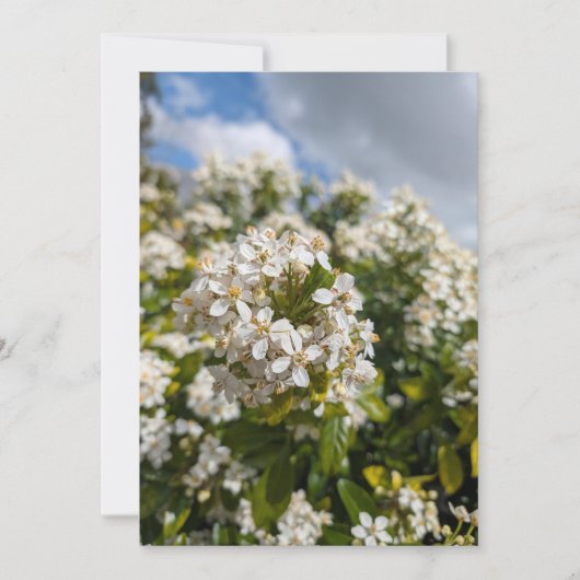 Invitation Fleurs d'Indian Hawthorn (Devant)