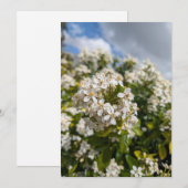 Invitation Fleurs d'Indian Hawthorn (Devant / Derrière)