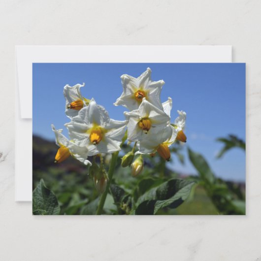 Invitation Fleurs étoilées Solanum tuberosum (Devant)