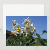 Invitation Fleurs étoilées Solanum tuberosum (Devant / Derrière)