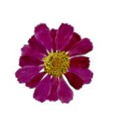 Invitation Fleurs séchées Aquarelle Douche nuptiale Invitatio