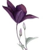 Invitation Fleurs séchées Aquarelle Douche nuptiale Invitatio