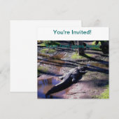 Invitation Floride Gator (Devant / Derrière)