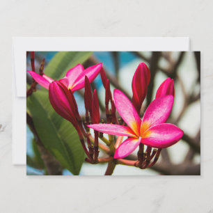 Invitation Fond de fleurs exotiques de plumeria en fleurs
