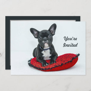 Invitation French Bulldog Black Coussin photo Anniversaire
