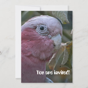 Invitation Galah ou Cacatoès à tête rose
