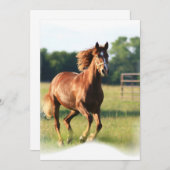 Invitation galopante de châtaigne (Devant / Derrière)