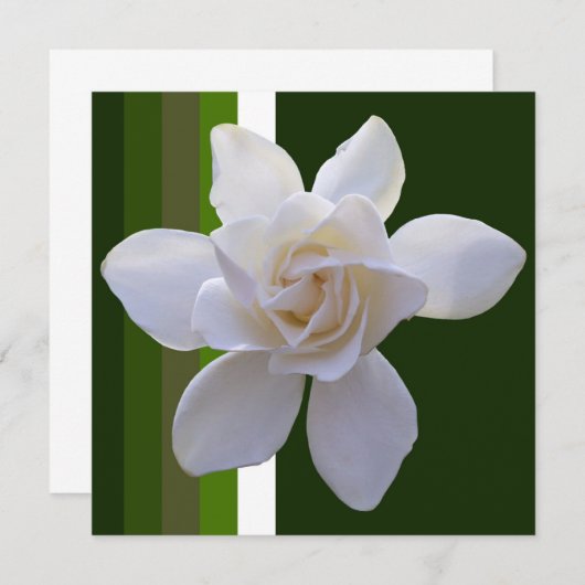 Invitation - Gardenia on Stripes (Devant / Derrière)