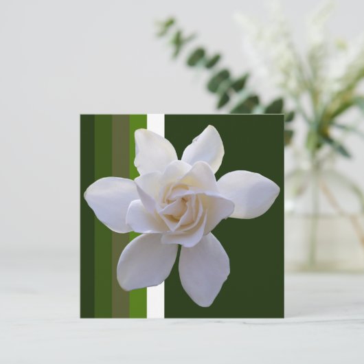 Invitation - Gardenia on Stripes (Debout devant)