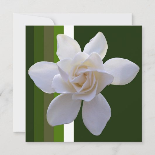 Invitation - Gardenia on Stripes (Devant)