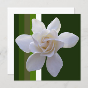 Invitation - Gardenia on Stripes
