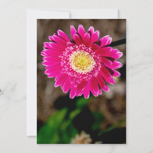 Invitation Garvinea Sweet Fiesta Gerber Daisy (Devant)