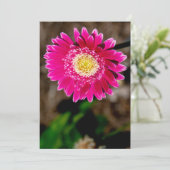 Invitation Garvinea Sweet Fiesta Gerber Daisy (Debout devant)
