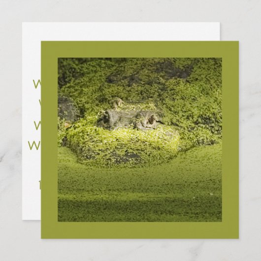 Invitation Gator Lurking in Duckweed Nature Photographie (Devant / Derrière)