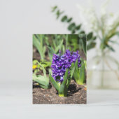 Invitation Géocinthe bleue au printemps     (Debout devant)