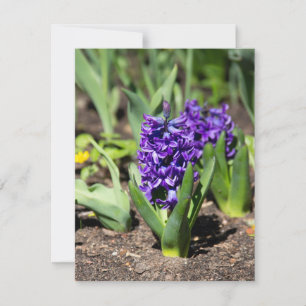 Invitation Géocinthe bleue au printemps    