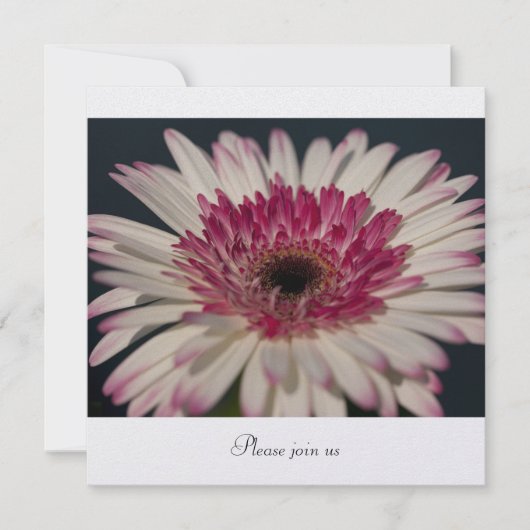 Invitation Gerbera (Devant)