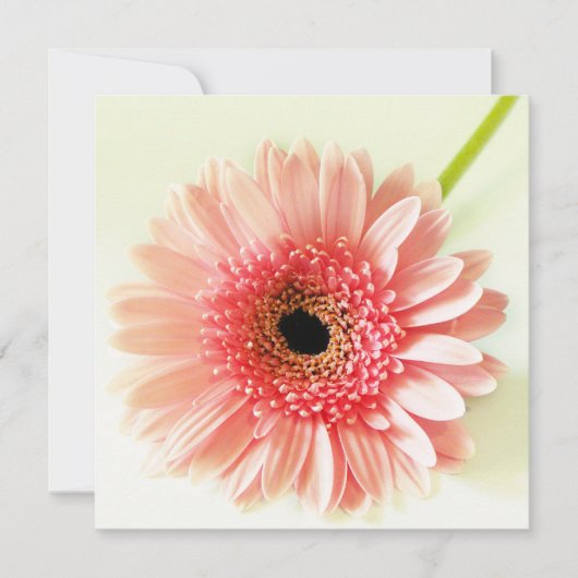 Invitation Gerbera marguerite (Devant)