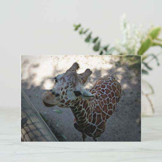 Invitation Giraffe (Debout devant)