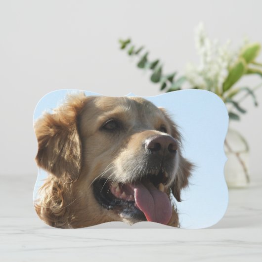 Invitation golden-retriever-2 (Debout devant)