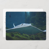 Invitation Grand Stingray (Devant / Derrière)