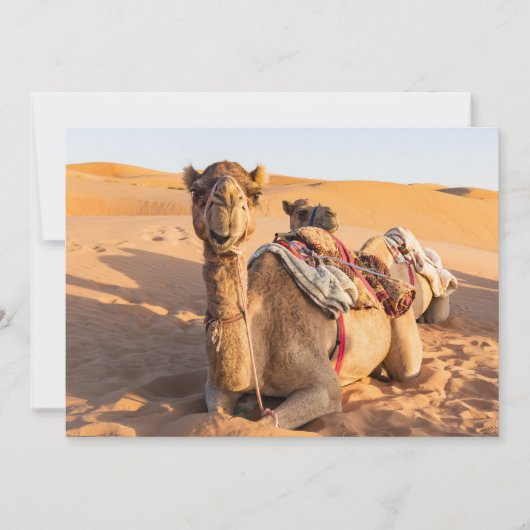 Invitation Gros plan sur Camel dans le désert d'Oman (Devant)