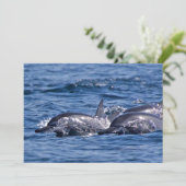 Invitation Groupe de dauphins de goulot - Oman (Debout devant)