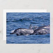 Invitation Groupe de dauphins de goulot - Oman (Devant / Derrière)