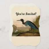 Invitation Grue Bleue Heron Audubon Peinture (Devant / Derrière)