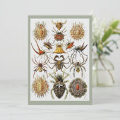 Invitation  Haeckel Golden Spiders planche 66 (Debout devant)