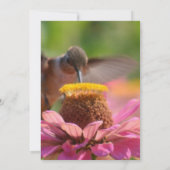 Invitation Hummingbird Zinnia Flower Mariage romantique (Dos)
