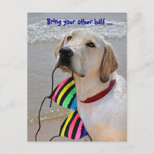 Invitation Humour de la fête du pool