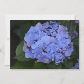Invitation Hydrangea macrophylla Rustique Violet (Devant)