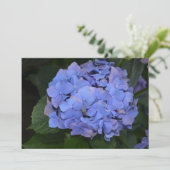 Invitation Hydrangea macrophylla Rustique Violet (Debout devant)